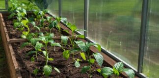 Експерти розповіли, як правильно формувати петельки перцю 