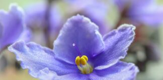 Садівники розповіли, чому листя на фіалках сохне 