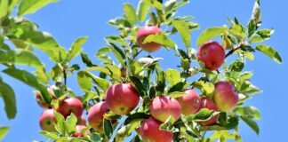 Як бабусі підживлювали дерева у саду: народний метод 