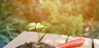 В якому розчині найкраще замочувати насіння перед посадкою