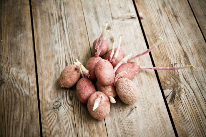 Експерти розповіли про основні правила вирощування картоплі в домашніх умовах для врожайності