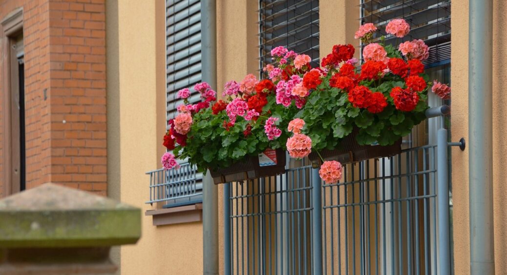 У герані засохло листя: ось, що ви весь час робили з квіткою неправильно і дозволили їй втратити свою вроду 