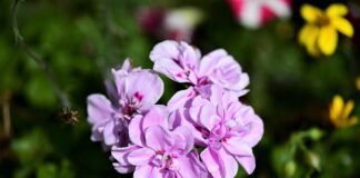 Квітникарі розповіли, як правильно сіяти бегонію в листопаді