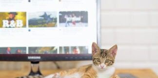 Чому коти обожнюють клавіатури та сидять на ноутбуках