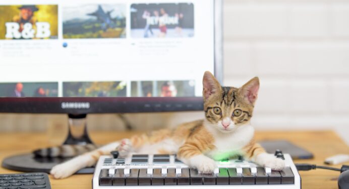 Чому коти обожнюють клавіатури та сидять на ноутбуках: причина зовсім не у бешкетництві пухнастика 