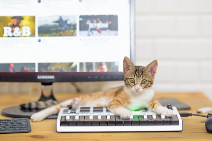 Чому коти обожнюють клавіатури та сидять на ноутбуках