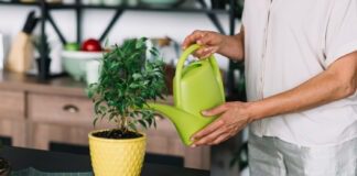 Робимо універсальне добриво для кімнатних рослин: поради садівників