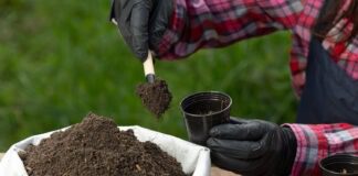 Як створити вічні грядки, які не треба перекопувати