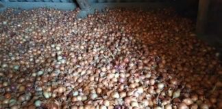 Як вибрати якісну цибулю-сіянку