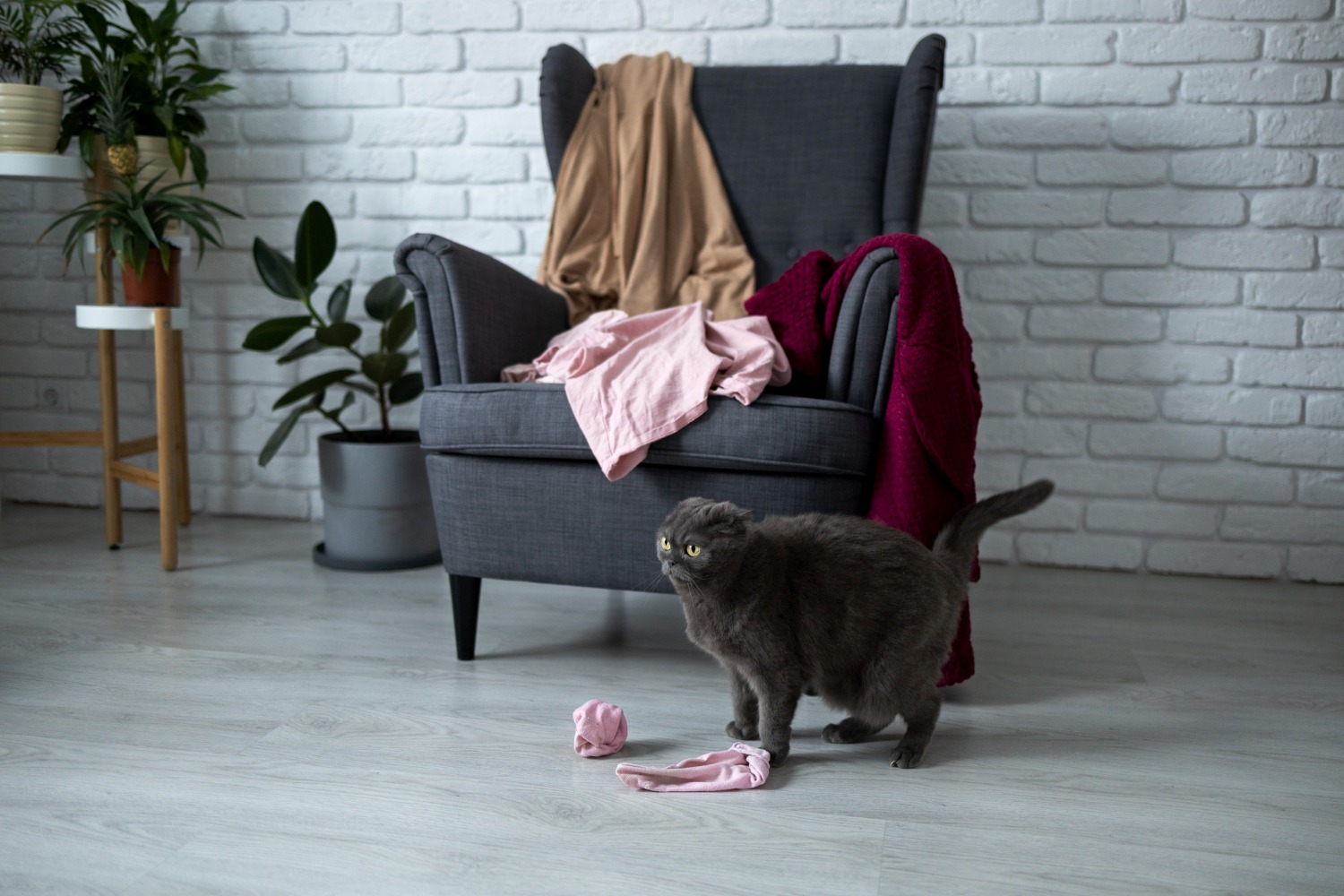 Чому коти скидають речі зі столу на підлогу та як відучити пухнастика