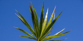 Експерти пояснили, як доглядати за драценою, щоб листя не сохло