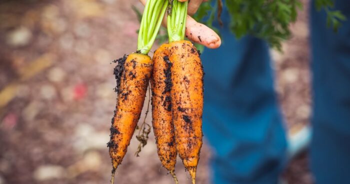 Експерти назвали найкращий сорт моркви, яку варто посадити кожному городнику на своїй ділянці
