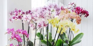 Садівники розповіли, як правильно поливати орхідею