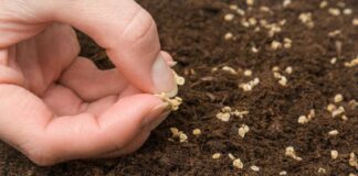 Як перевірити насіння на схожість