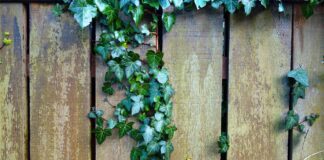 Як назавжди вивести плющ з городу: рішення від експертів