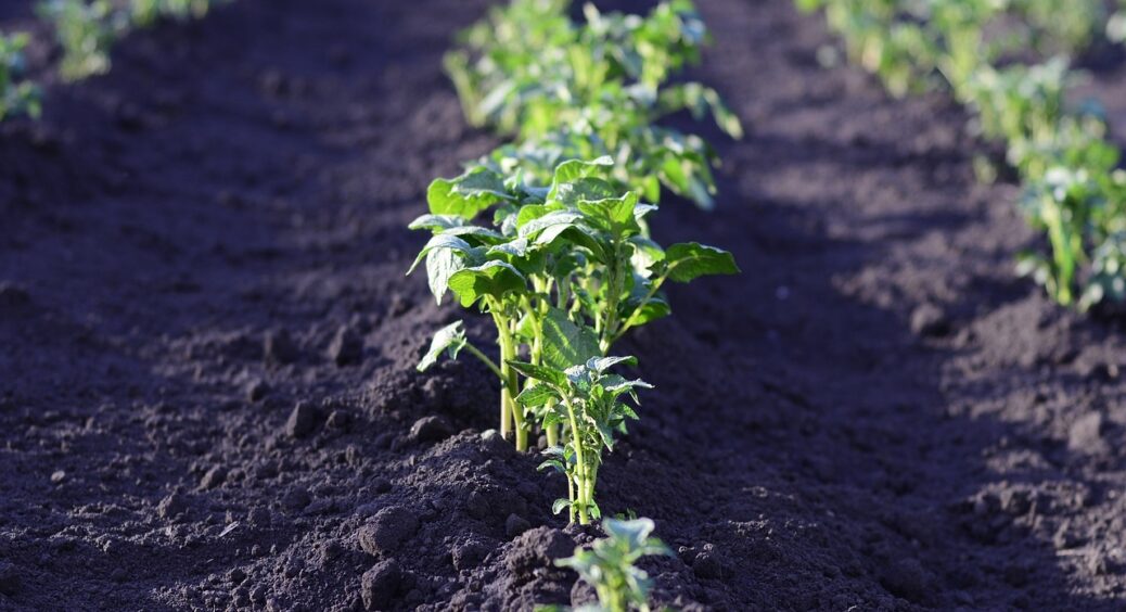 Одна ложка на відро води і будь-який ґрунт після зимових морозів перетвориться на чорнозем. Врожай аж попре 