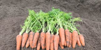 Найкращий сорт моркви