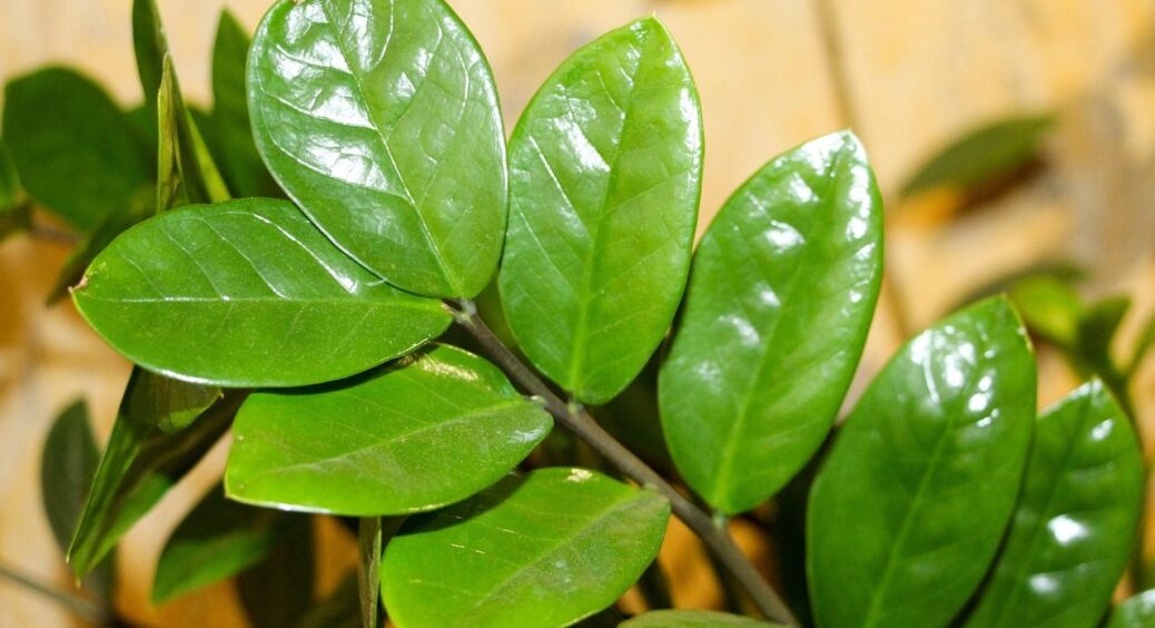 Найшвидший спосіб розмножити заміокулькас підгледіла у свекрухи: тепер все підвіконня усіяне зеленим квітом 