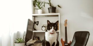 Чому коти скидають речі зі столу на підлогу та як відучити пухнастика