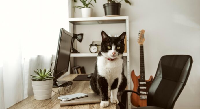 Чому коти скидають речі зі столу на підлогу та як відучити пухнастика: про це знають одиниці власників 