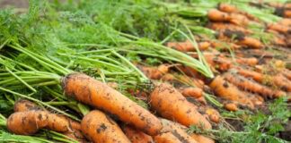 Незвичний спосіб посіву моркви у яєчні лотки: лайфхак