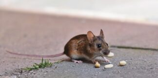 Експерти розповіли, як вивести мишей з дому та ділянки