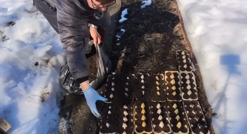 Діамант серед відходів: паперові лотки від яєць бережу, як золото – 1 трюк для городу і найкращого врожаю 