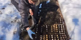 Городники розповіли, як можна використати лотки від яєць на городі