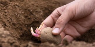 Як правильно садити картоплю