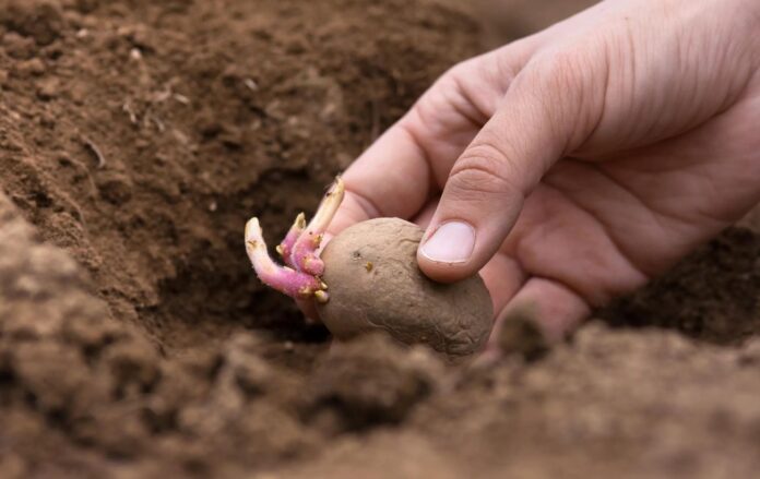 Як правильно садити картоплю Як правильно садити картоплю