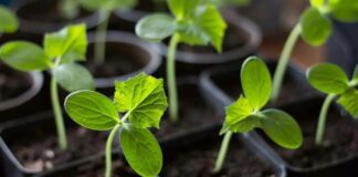 Найкращий спосіб підживлення огірків