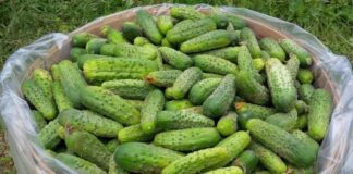 Найкращі сорти огірків