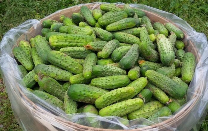 Найкращі сорти огірків Найкращі сорти огірків