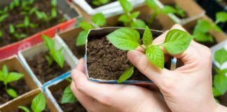 Садівники розповіли, як використовують кефір з користю для розсади