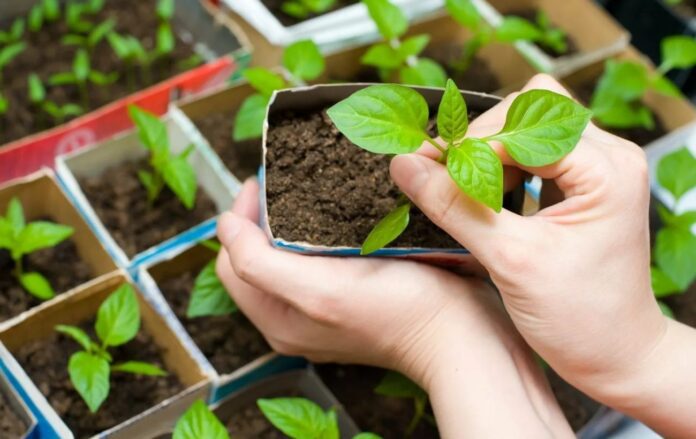 Садівники розповіли, як використовують кефір з користю для розсади Садівники розповіли, як використовують кефір з користю для розсади