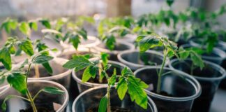 Як посіяти помідори на розсаду