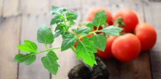 Як правильно вирощувати розсаду помідорів