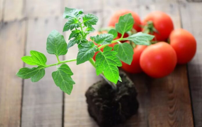 Як правильно вирощувати розсаду помідорів