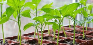 Як проростити насіння перцю