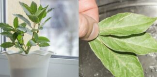 Експерти розповіли, як виростити лавровий лист на підвіконні