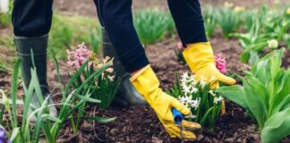 Добриво для оновлення ґрунту