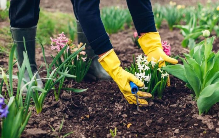 Добриво для оновлення ґрунту Добриво для оновлення ґрунту