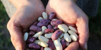 Рецепт від шефа: готуємо квасолю з вершково-грибним соусом