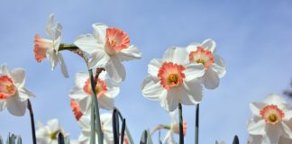 ТОП-6 невибагливих у догляді квітів для вашого саду 