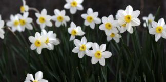 Експерти назвали добриво, яке обовʼязково треба  дати нарцисам весною