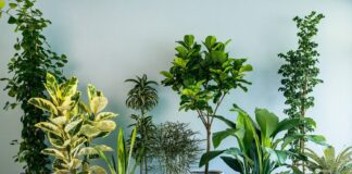 Невибагливі домашні квіти