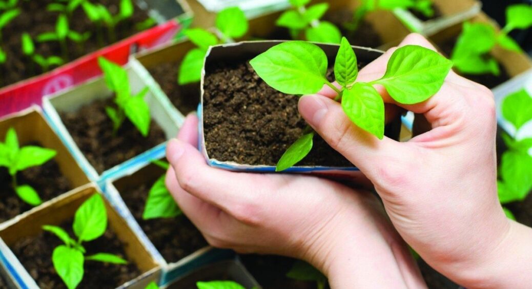 Сіяла перець “як усі” у прозорі стаканчики на сонце: ці 5 “правил” насправді знищують розсаду під корінь 