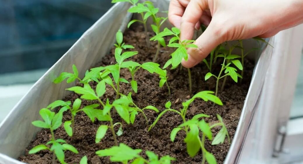 Розсада перцю росте як на дріжджах! Я просто поливаю її настоєм з 2 краплями зі звичайного аптечного флакона 