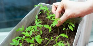 Експерти розповіли про основні правила та поради щодо посіву перцю на розсаду в домашніх умовах