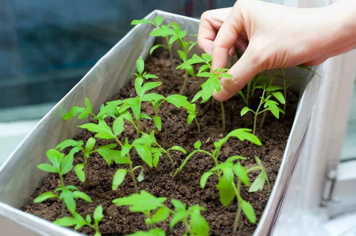 Експерти розповіли про основні правила та поради щодо посіву помідорів на розсаду в домашніх умовах